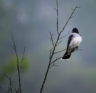 Eastern Kingbird Posters