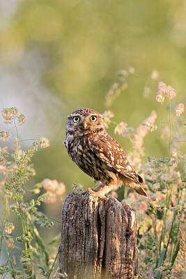 Cute Owl Posters Fine Art America