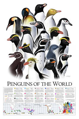  Mixed Media - Penguins of the World, Poster by Jeni Fairman