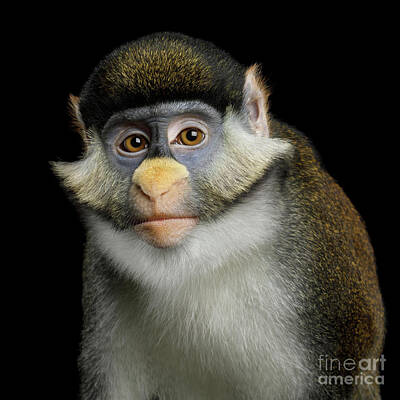 Blue-eyed Monkey Art