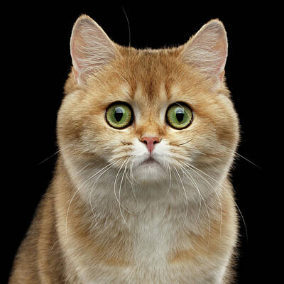 Golden Eye Cat Art
