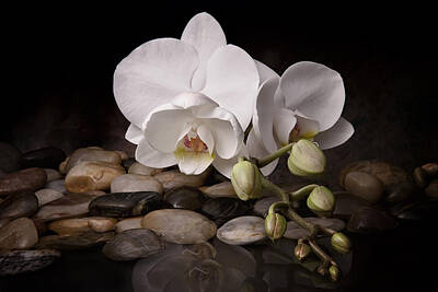 Orchids Photos