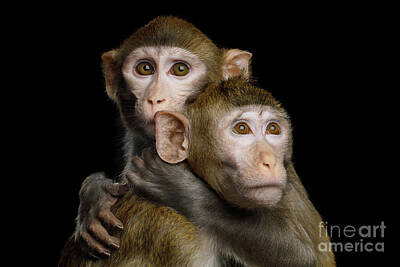 Rhesus Macaque Art