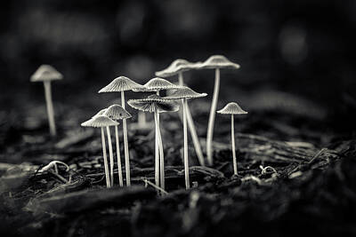 Designs Similar to Fanciful Fungus-2