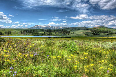  Photograph - Wild Flowers in a Meadow in Yellowstone by Don Johnston