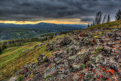  Photograph - Wild Flowers on a mountain Top in Yellowstone  by Don Johnston