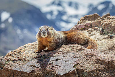  Photograph - Rocky Mountain Marmot by Tim Stanley