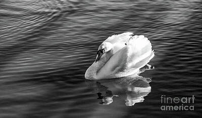  Photograph - White swan by Jim Orr