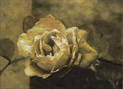  Digital Art - Vintage Effect Rose by Andrew David