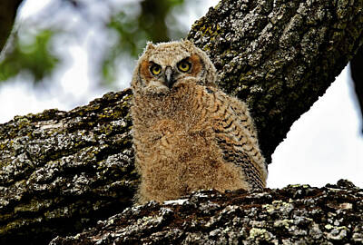  Photograph -  Bubo virginianus - Great Horn Owl  by Bipul Haldar