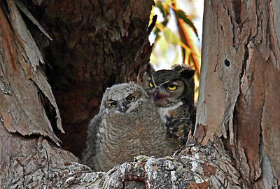  Photograph - Mamma Owl with Owlet by Bipul Haldar