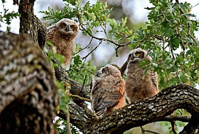  Photograph - Owl Siblings - Great Horned Owlets by Bipul Haldar