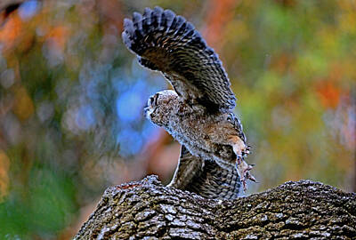  Photograph - Owlet in Flight - Great Horned Owl by Bipul Haldar
