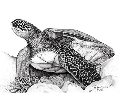 Hawaiian Sea Turtle Drawings