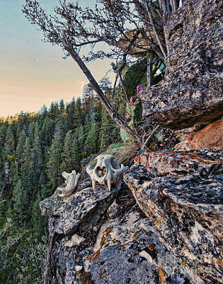  Photograph - Mountain Lion by Mark Quigley