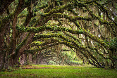 Mossy Lanscape Wall Art