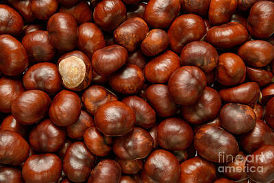 Designs Similar to Conkers by Richard Thomas