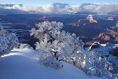 Pinyon Pine Photos