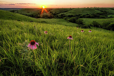 In The Tall Grass Photos