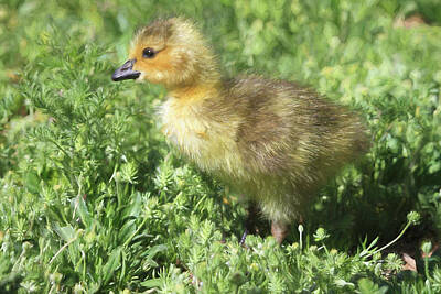 Designs Similar to Spring Gosling by Donna Kennedy