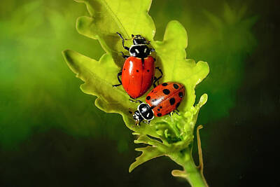 Two-spot Ladybug Art