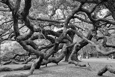  Photograph - Angel Oak Tree by Louis Dallara