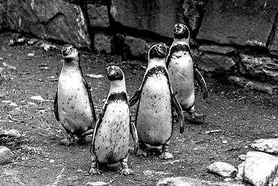  Photograph - Birds, Penguine Philadelphia, Zoo by Louis Dallara