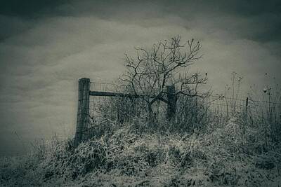  Photograph - Fenceposts and Tree by Michael Schlueter