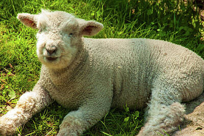  Photograph - Smiling sheep at Cuttalossa farm by Louis Dallara