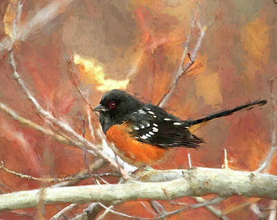Spotted Towhee Art Prints