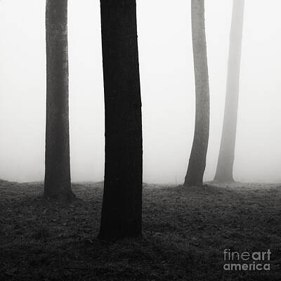 Designs Similar to Trees dancing in the fog
