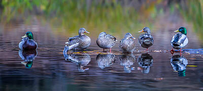 Designs Similar to Ducks in a Row