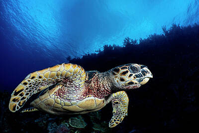  Photograph - Sea turtle by Todd Winner