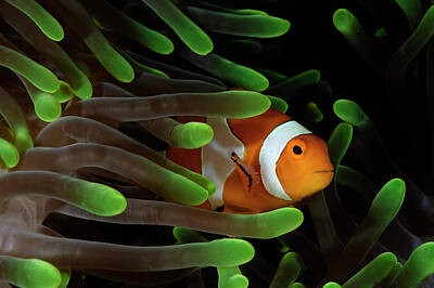  Photograph - Anemonefish by Todd Winner