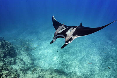  Photograph - Giant Manta ray with ramoras swims over a shallow reef by Todd Winner