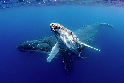  Photograph - Humpback Whales by Todd Winner