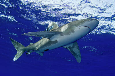  Photograph - Oceanic Whitetip Shark by Todd Winner