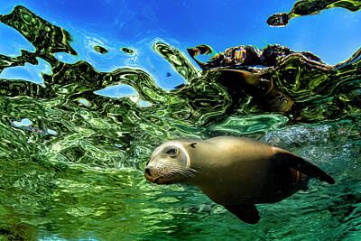  Photograph - Sea Lion by Todd Winner