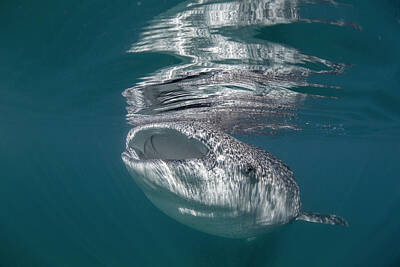  Photograph - Whale shark by Todd Winner