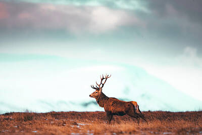  Photograph - Red Stag by Gabi Tomescu