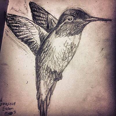 Designs Similar to My Hummingbird Drawing