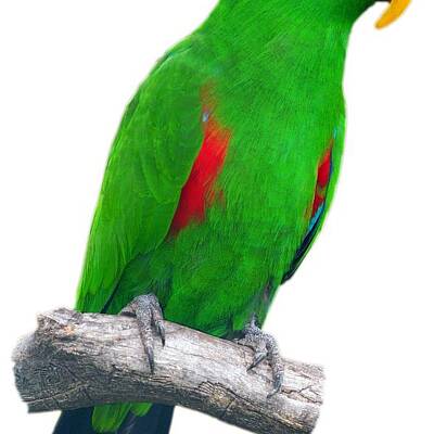 Designs Similar to Green parrot