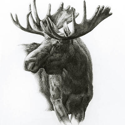 Designs Similar to Moose by Heather Edwards