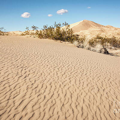 Kelso Sand Dunes Photos