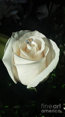  Photograph - White Rose by Anita Levesque