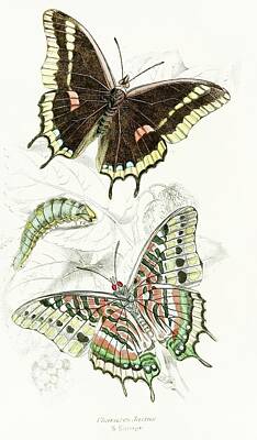 Charaxes Jasius Paintings