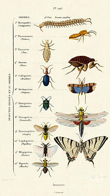Designs Similar to Vintage Insects print