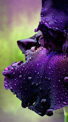  Photograph - Purple Iris Rain by Allyson Schwartz
