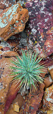 Lichen Image Art Prints