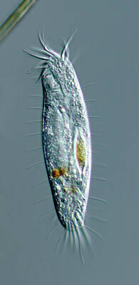 Freshwater Ciliate Protozoan Art